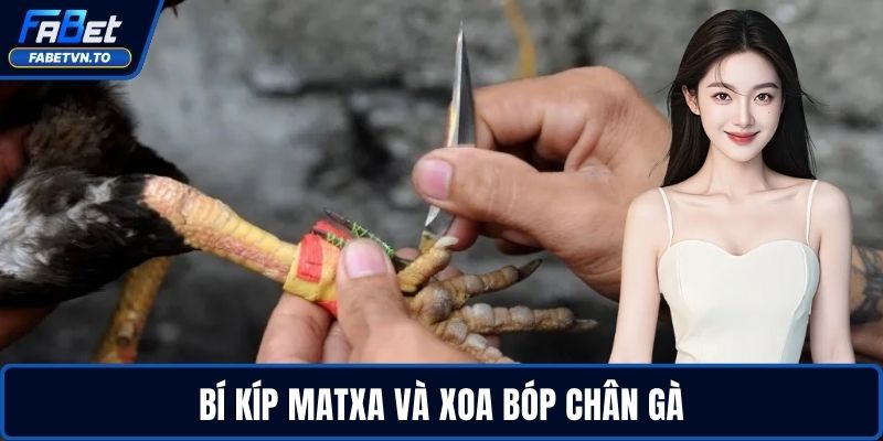 Cách Nuôi Gà Đá Chân Mạnh - Tăng Lực Đá Nhanh, Bền Bỉ 4 Bí kíp matxa và xoa bóp chân gà