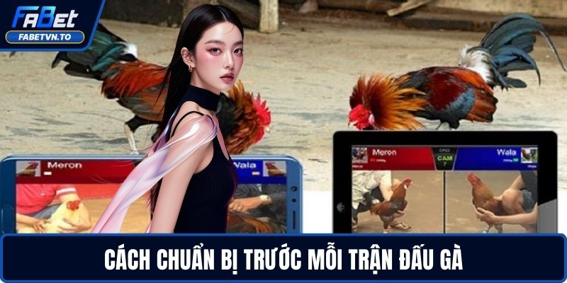 Trường Gà Sabong - Hướng Dẫn Chơi Và Đặt Cược An Toàn 3 Cách chuẩn bị trước mỗi trận đấu gà