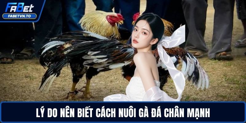 Cách Nuôi Gà Đá Chân Mạnh - Tăng Lực Đá Nhanh, Bền Bỉ 2 Lý do nên biết cách nuôi gà đá chân mạnh