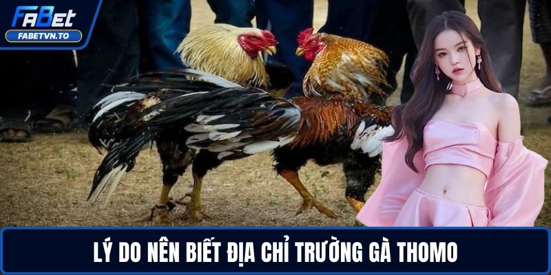 Địa Chỉ Trường Gà Thomo - Khám Phá Không Khí Sôi Động 2 Lý do nên biết địa chỉ trường gà Thomo