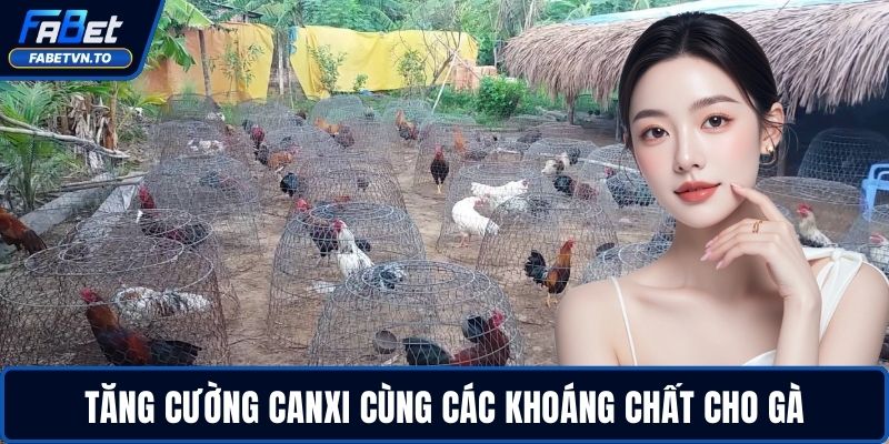 Cách Nuôi Gà Đá Chân Mạnh - Tăng Lực Đá Nhanh, Bền Bỉ 3 Tăng cường canxi cùng các khoáng chất cho gà