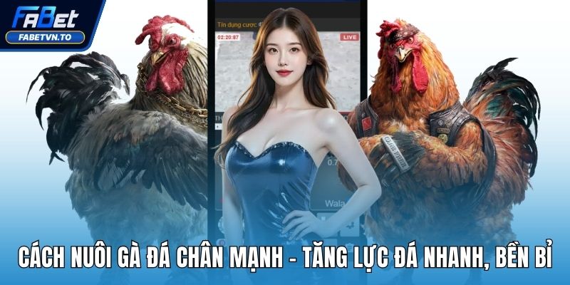 Cách Nuôi Gà Đá Chân Mạnh - Tăng Lực Đá Nhanh, Bền Bỉ 1 Cách nuôi gà đá chân mạnh